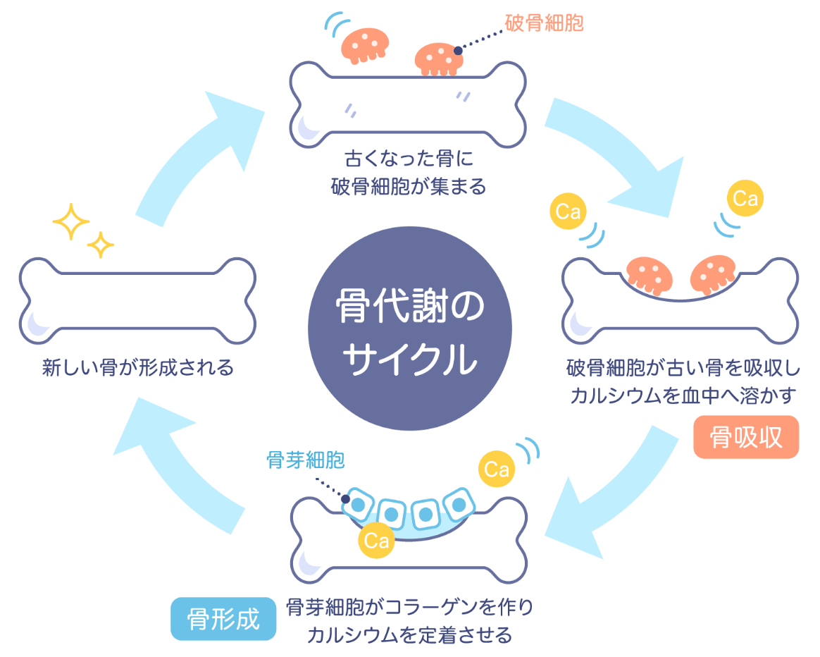 骨代謝のサイクル